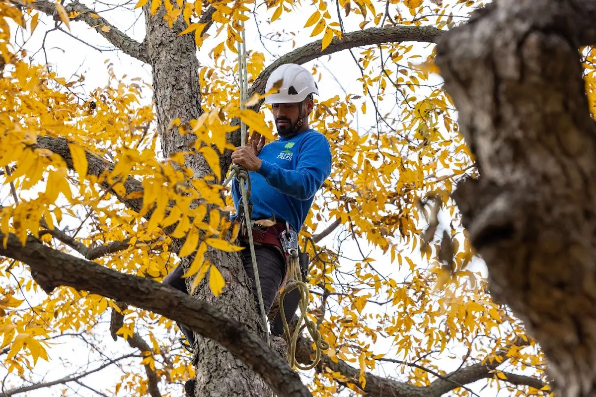 Skilled Tree Trimming crew working in Littleton