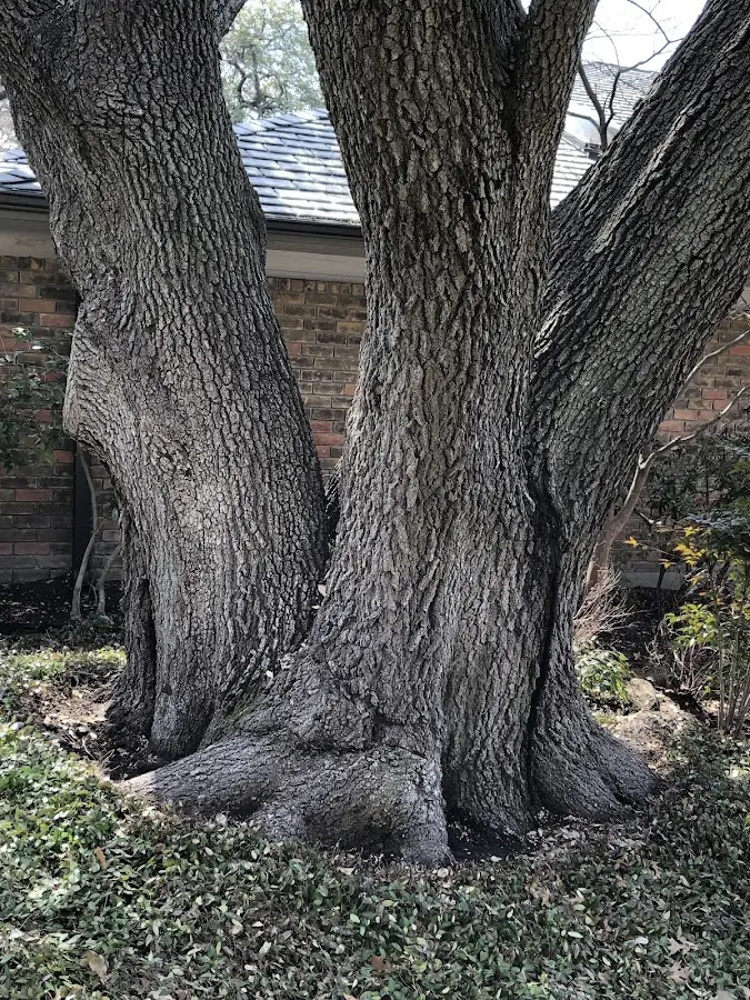 Mature heritage tree close to a Littleton property cared for by certified arborists