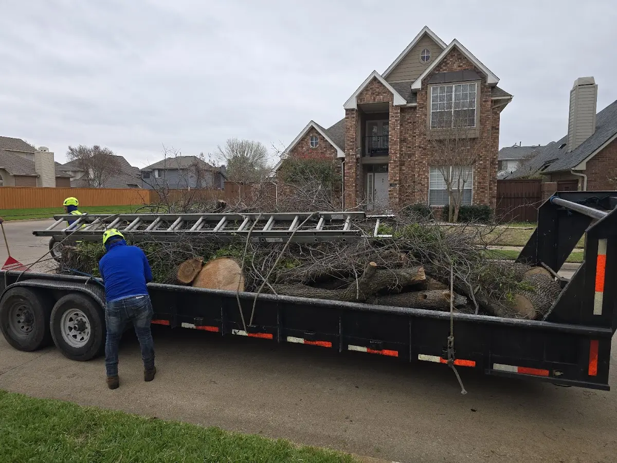 Expert Tree Fertilization with proper safety equipment in Littleton